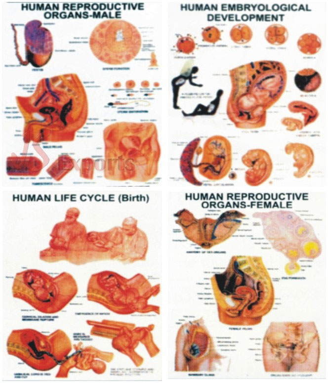 POLYART PLASTIC HUMAN REPRODUCTION CHARTS